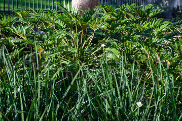 Lush Tropical Foliage Plant Growing in Outdoor Natural Garden Setting © sandor