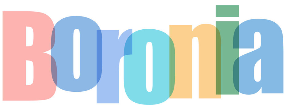 Colorful Boronia Text on White Background