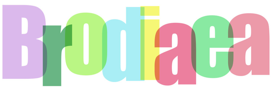 Colorful Brodiaea Flower Text on White Background