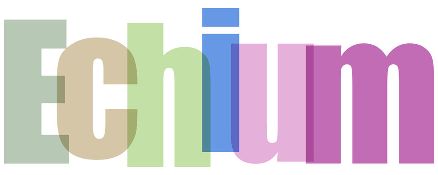 Echium Logo Design with Multicolored Letters on White Background
