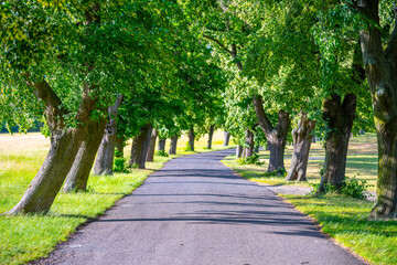 Fototapeta premium Sunlight filters through a lush lane lined with deciduous trees, creating a tranquil atmosphere for leisurely strolls along the asphalt path during summer.