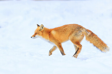 走るキタキツネ