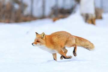 走るキタキツネ