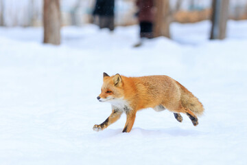 走るキタキツネ