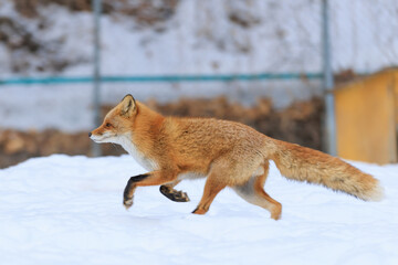 走るキタキツネ