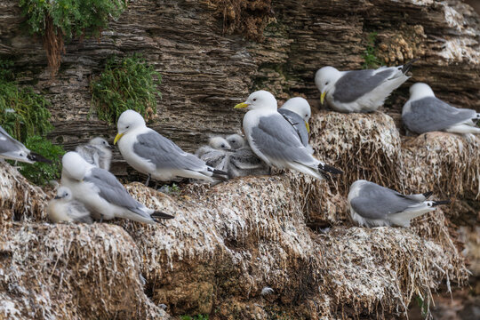 Black-legged kittiwake (Rissa tridactyla)