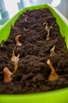 Two rows of onion bulbs planted in the soil in the pot, gardening on the balcony, spring hobby