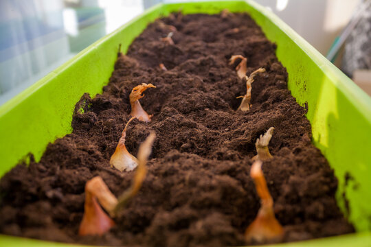 Two rows of onion bulbs planted in the soil in the pot, gardening on the balcony, spring hobby