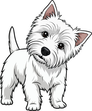 West Highland White Terrier dog tilting head curious illustration