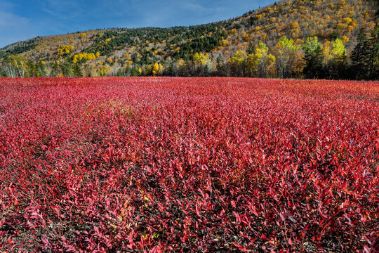 Blueberry field in full  brilliant autumn coloration in rural Nova Scotia, Canada.