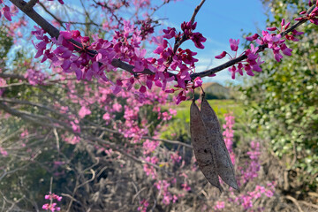 Eastern Redbud Flowers and Seed Pods on Tree Branch