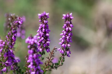 Obraz premium Close up of bell heather (erica cinerea) flowers in bloom