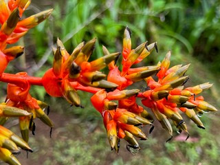plants and flowers red and yellow