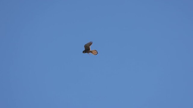 faucon cr&eacute;cerelle, Falco tinnunculus en vol stationnaire