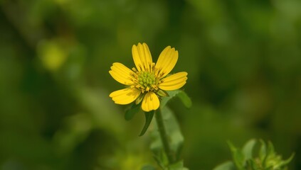 Obraz premium Close-up of yellow flowers of Diplotaxis tenuifolia, a perennial mustard family plant also known as wall-rocket or wild rocket