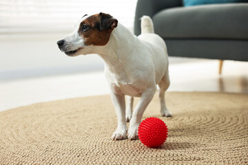 Jack Russell dog and toy ball on floor at home