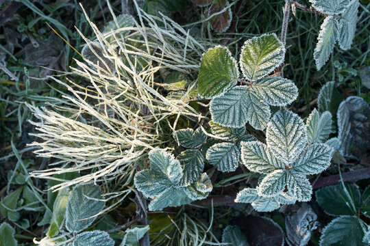 Canada, BC, Delta.  frosty leaves on cold winter morning.