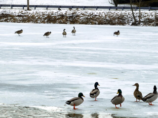 Canadian geese standing on a frozen lake surface during a cold winter day © Will