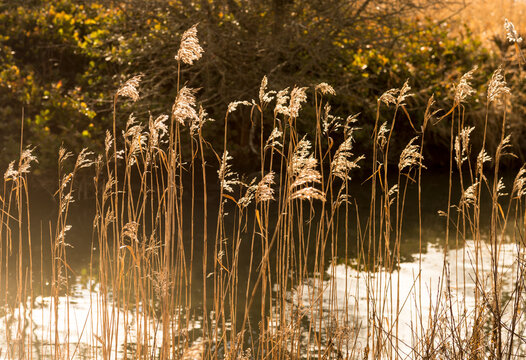 Canada, BC, Delta.  Grasses catching the afternoon light at Reifel Bird Sanctuary in the Fraser River estuary.