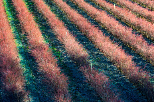 Canada, BC, Delta.  Lines of bright red blueberry bushes in the winter.