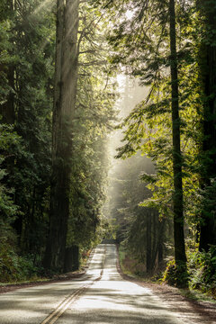 USA, CA, Eureka.  Hwy 1 passing through redwood forest.