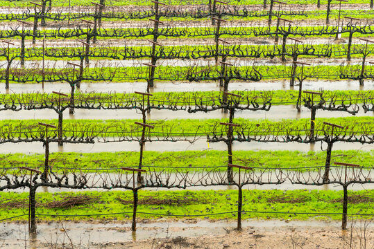 USA, CA, Sonoma Valley, Healdsberg.  Orderly rows of grapes vines in winter.