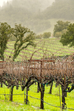 USA, CA, Healdsburg.  Dormant grape vines in vineyards
