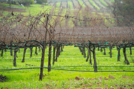 USA, CA, Sonoma Valley, Healdsberg.  Orderly rows of grapes vines in winter.