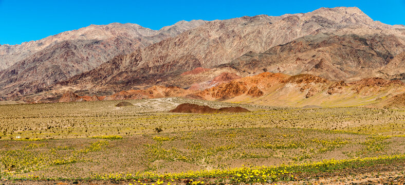 USA, CA, Death Valley national Park.  Desert sunflowers (geraea canescens) in bloom in the Black Mountains near Ashford Mill. 