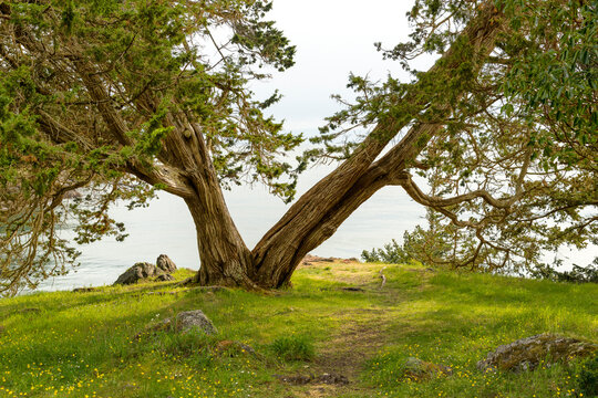USA, WA, San Juan Island.  A cedar tree split in half.