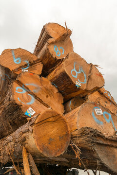 Canada, BC, Sunshine Coast.  End view of freshly cut red cedar logs.  marked for sorting.