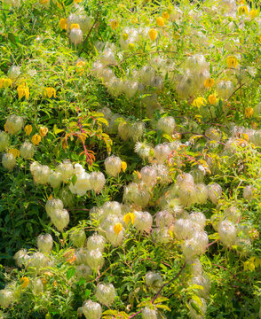 Canada, BC, Victoria.  Orange peal Clematis (Clematis tangutica) in garden.