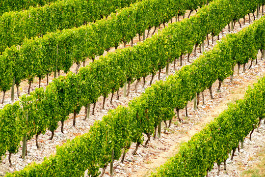 Canada, BC, Okanagan Valley.  Orderly rows of grapes vines in BC's most productive winemaking area.