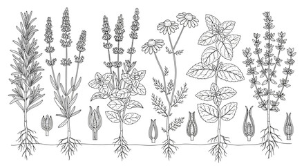 Detailed botanical line art illustration of aromatic and medicinal herbs: lavender, rosemary, chamomile, mint, with roots and flowers.
