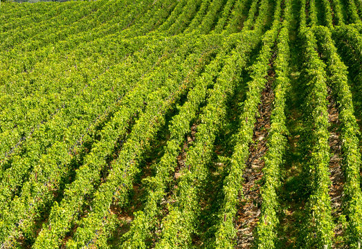 Canada, BC, Penticton.  Vineyard on the Naramata Bench wine growing area of the Okanagan.