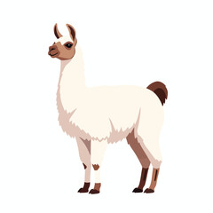 Obraz premium Cute Alpaca Standing on White Background for Nature and Farm themed Projects