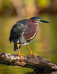 Fototapeta premium A green heron standing on a log in a natural setting