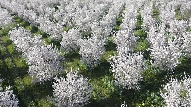 Aerial view of almond trees in full bloom in Alicante, Spain. Extensive white blossoms of Comuna variety covering agricultural fields, Mediterranean spring landscape with abundant flowering and rural 