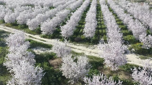 Aerial view of almond trees in full bloom in Alicante, Spain. Extensive white blossoms of Comuna variety covering agricultural fields, Mediterranean spring landscape with abundant flowering and rural 