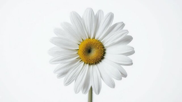 Close-up of white daisy flower.