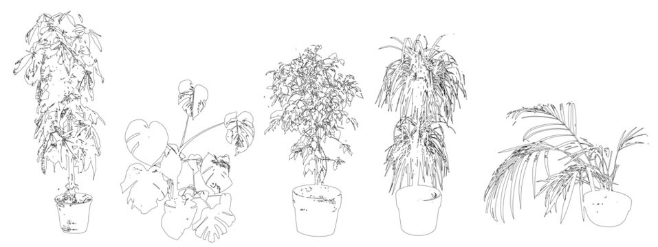 Vector houseplants in elevation view for use in architectural drawings - 2D
