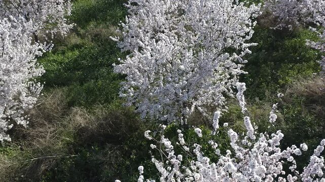Aerial view of almond trees in full bloom in Alicante, Spain. Extensive white blossoms of Comuna variety covering agricultural fields, Mediterranean spring landscape with abundant flowering and rural 