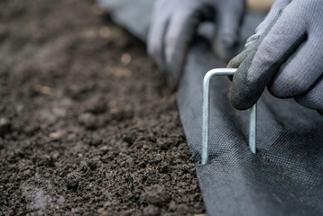 Fototapeta premium Gardener securing black weed control fabric to the soil with a metal staple before planting.