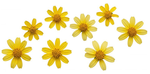 Sunny yellow blossoms png daisy like flowers png cheerful blooms png transparent background