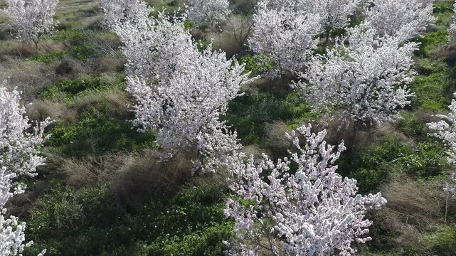 Aerial view of almond trees in full bloom in Alicante, Spain. Extensive white blossoms of Comuna variety covering agricultural fields, Mediterranean spring landscape with abundant flowering and rural 