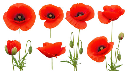 Fototapeta premium Red poppies png detailed petals unopened buds isolated transparent background floral png
