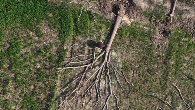 aerial drone footage of a Uprooted tree lying on the grassland showing its roots and fallen branches in a natural, sunlit setting High quality drone 4k footage