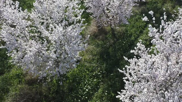 Aerial view of almond trees in full bloom in Alicante, Spain. Extensive white blossoms of Comuna variety covering agricultural fields, Mediterranean spring landscape with abundant flowering and rural 