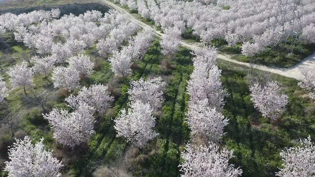 Aerial view of almond trees in full bloom in Alicante, Spain. Extensive white blossoms of Comuna variety covering agricultural fields, Mediterranean spring landscape with abundant flowering and rural 