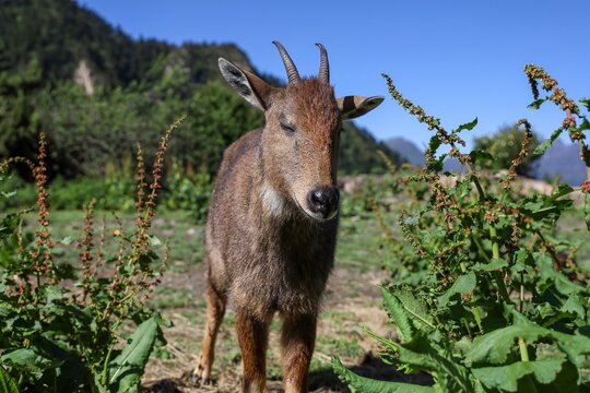 Himalayan serow wildlife near Kadruk Monastery in Lhozhag, Lhoka, Shannan, Tibet, showcasing rare mountain fauna of the Tibetan Himalayas